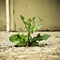 Weed It and Reap Weed It and Reap