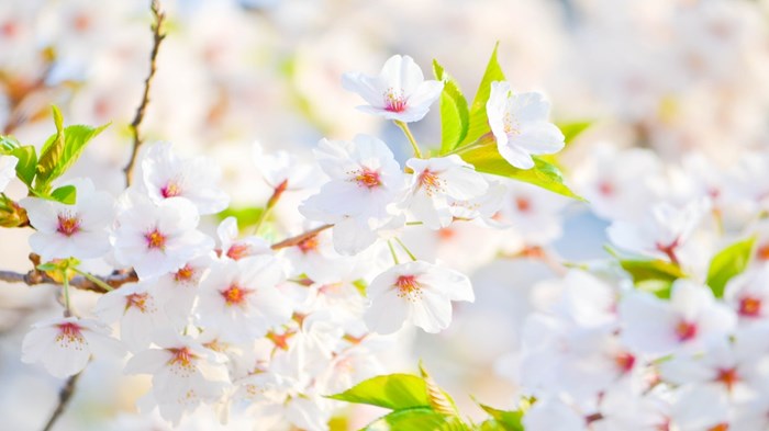 Weekly Meanderings, 25 April 2020 Weekly Meanderings, 25 April 2020