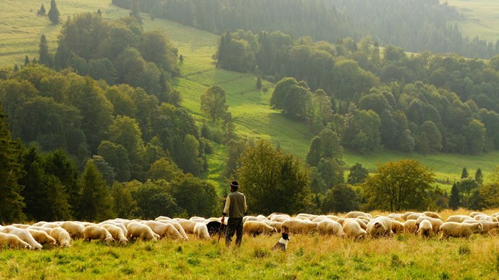 O God, whose Son Jesus is the good shepherd O God, whose Son Jesus is the good shepherd