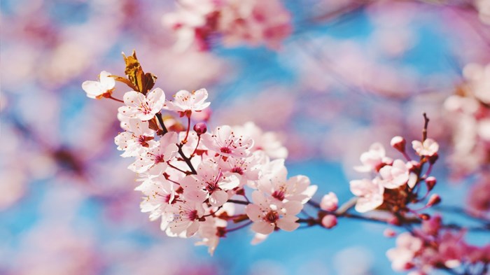 Weekly Meanderings, 9 May 2020 Weekly Meanderings, 9 May 2020