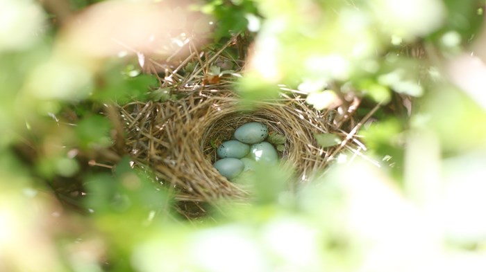 Byrd's New Nest Byrd's New Nest