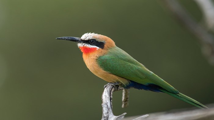 Caring for our Animals, Caring for their Habitat Caring for our Animals, Caring for their Habitat