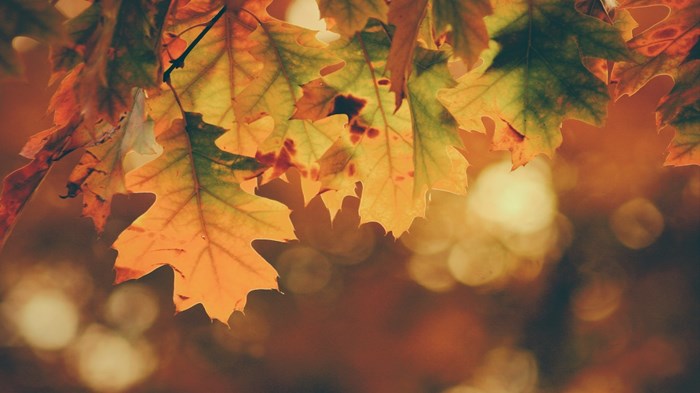 Weekly Meanderings, 14 November 2020 Weekly Meanderings, 14 November 2020