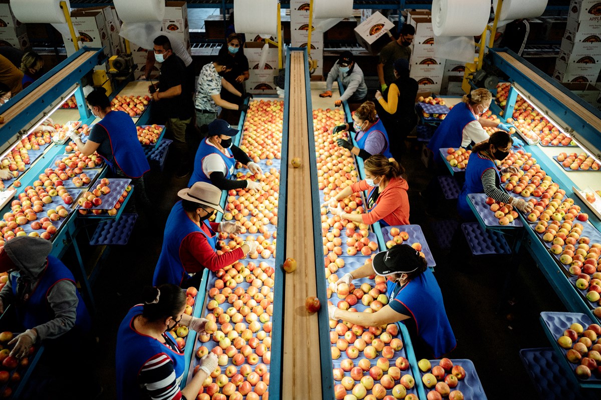 Workers sort apples in California’s San Joaquin Valley. Pack houses, which often employ women to work in tight quarters, are a potential source of rapid spread of the coronavirus. CLICK TO SEE MORE IMAGES