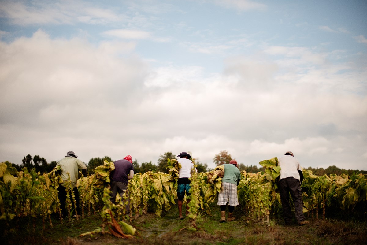 FLOC represents migrant farm workers in the American Midwest and in North Carolina, where many of its members harvest tobacco. CLICK FOR MORE IMAGES
