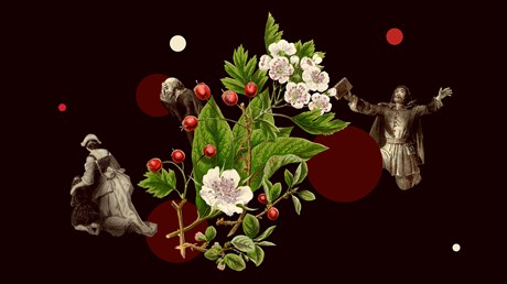 How a Pastor Got Fired Over Cranberries How a Pastor Got Fired Over Cranberries