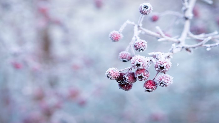 Weekly Meanderings, 19 December 2020 Weekly Meanderings, 19 December 2020