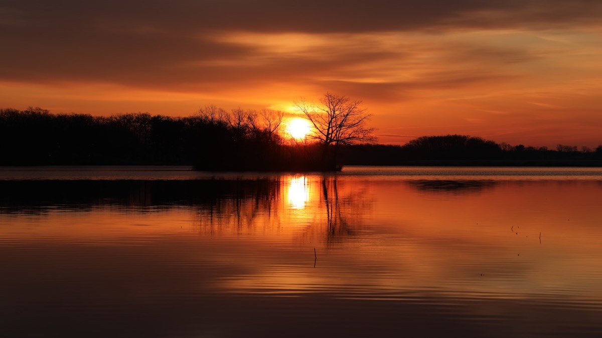 Weekly Meanderings, 16 January 2021 - Vimarsana News