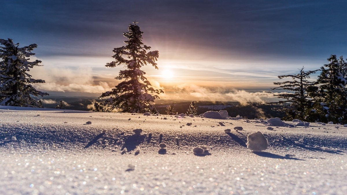 Weekly Meanderings, 23 January 2021 - Vimarsana News