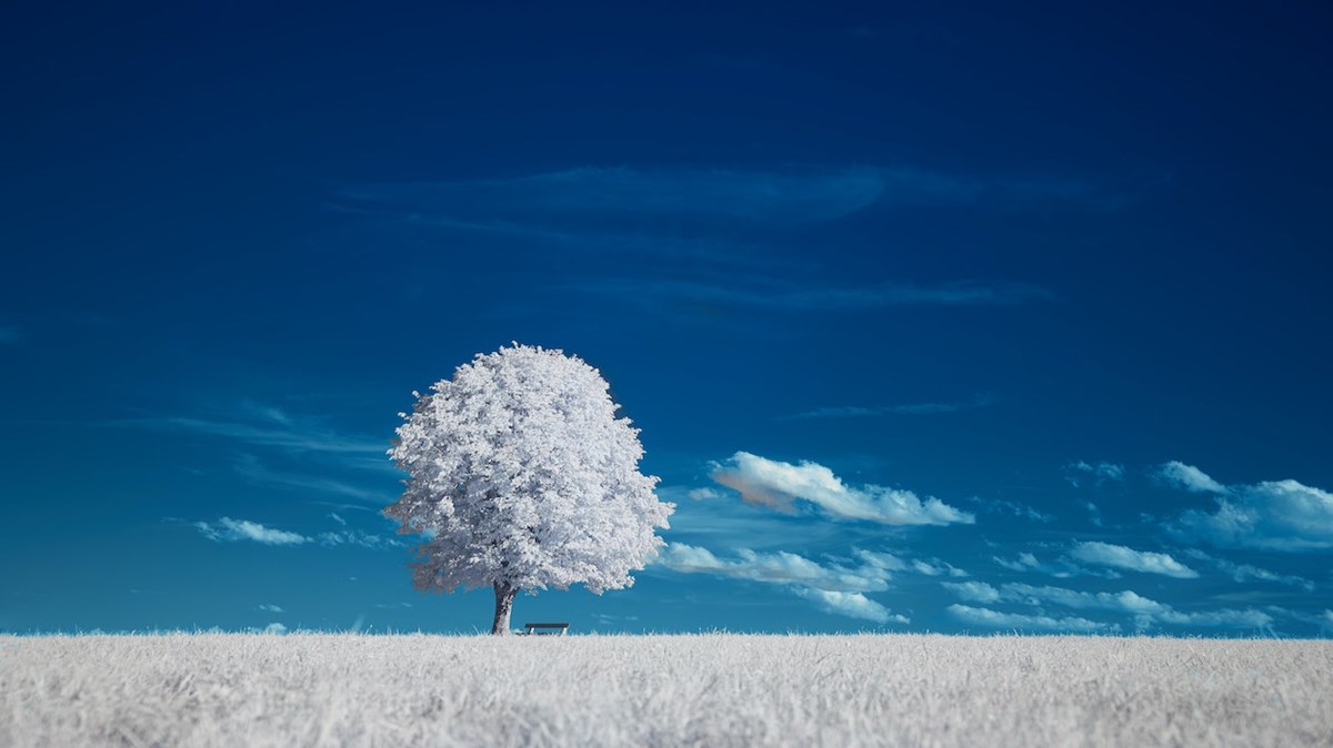 Weekly Meanderings, 13 February 2021 - Vimarsana News