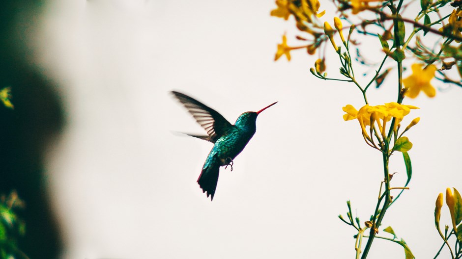 What the Hummingbird Shows Us About God’s Handiwork