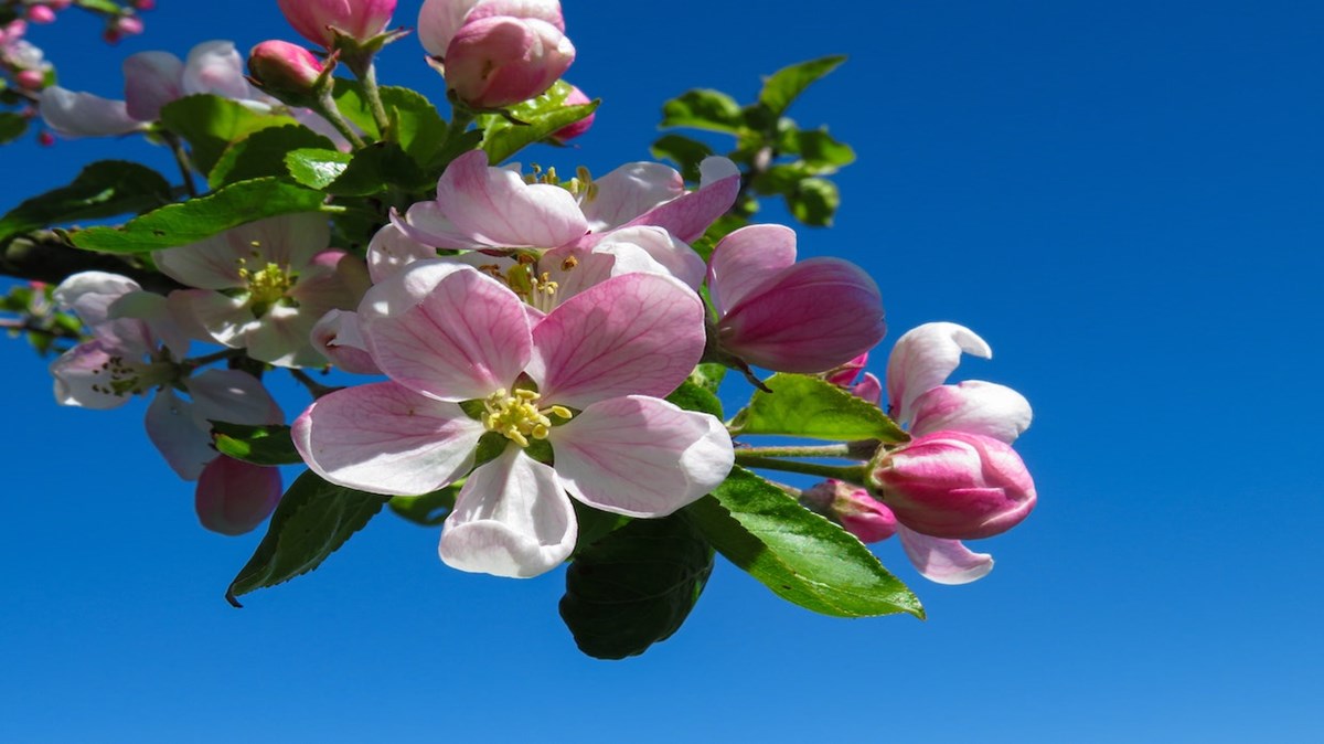 Weekly Meanderings, 24 April 2021 - Vimarsana News