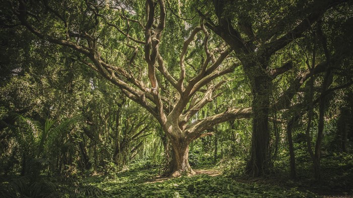 What Trees Teach Us about Community and Crisis What Trees Teach Us about Community and Crisis