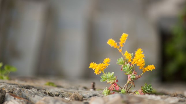 Live, Grow, and Flourish Live, Grow, and Flourish