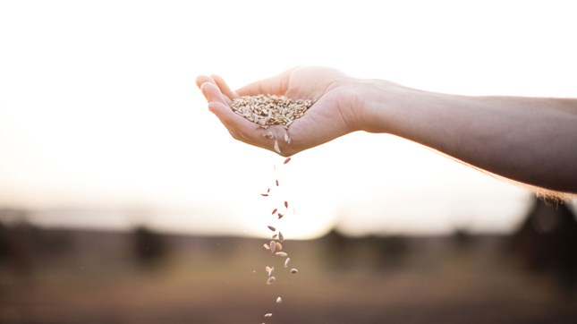Sowing Seeds of Purity