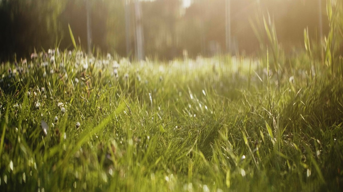 Weekly Meanderings, 29 May 2021 - Vimarsana News