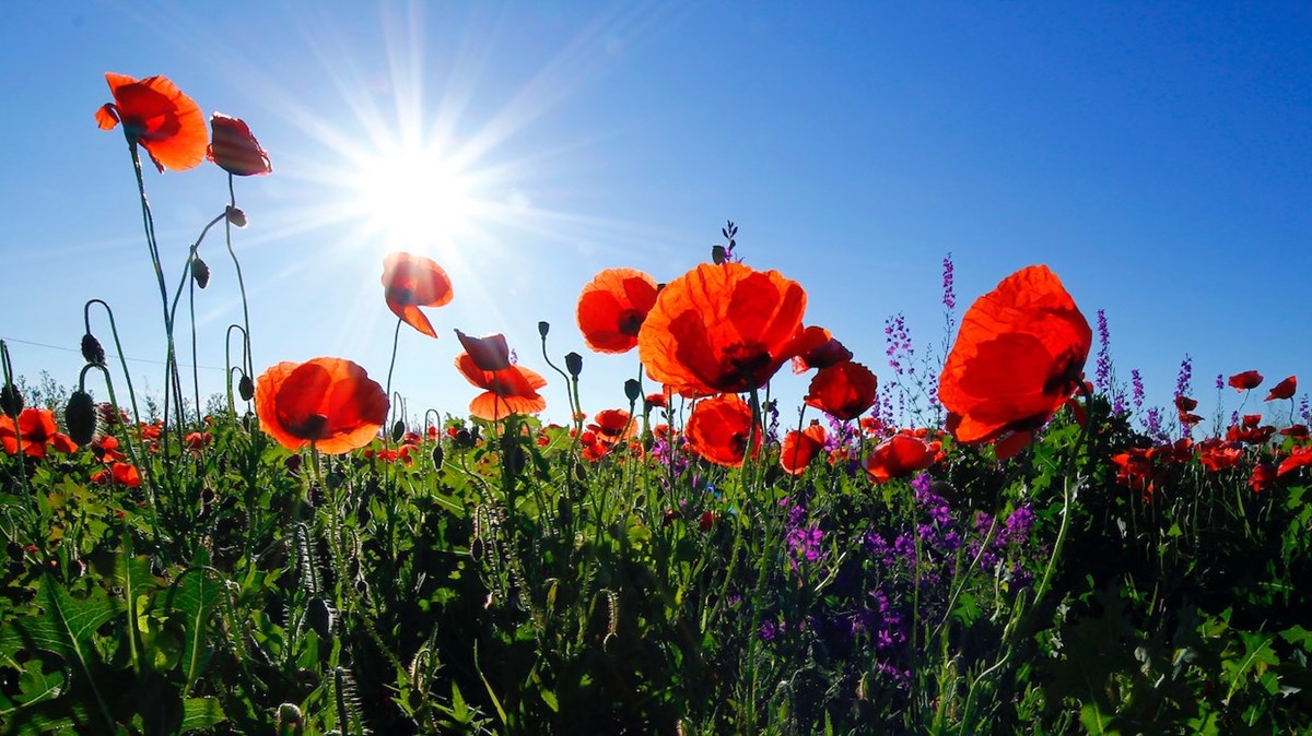 Weekly Meanderings, 26 June 2021 - Vimarsana News