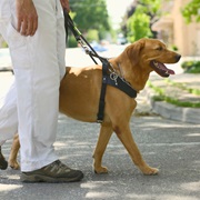 Can Churches Bar Service Animals?