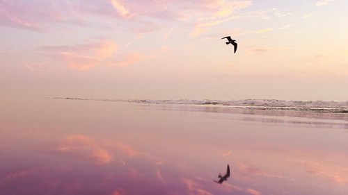 I Coulda Been a Contender - Vimarsana News