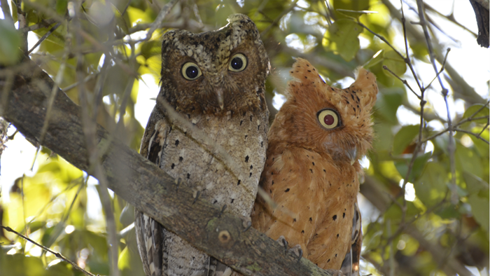 Conservation Group Tries One More Thing to Preserve an African Woodland: Prayer