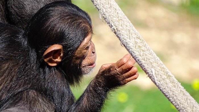 “Act Like a Chimp” - 3 Guiding Principles before You Click 'Send' Online “Act Like a Chimp” - 3 Guiding Principles before You Click 'Send' Online