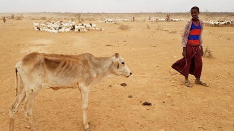 Church Asks for Help Feeding People and Animals in Ethiopia Church Asks for Help Feeding People and Animals in Ethiopia