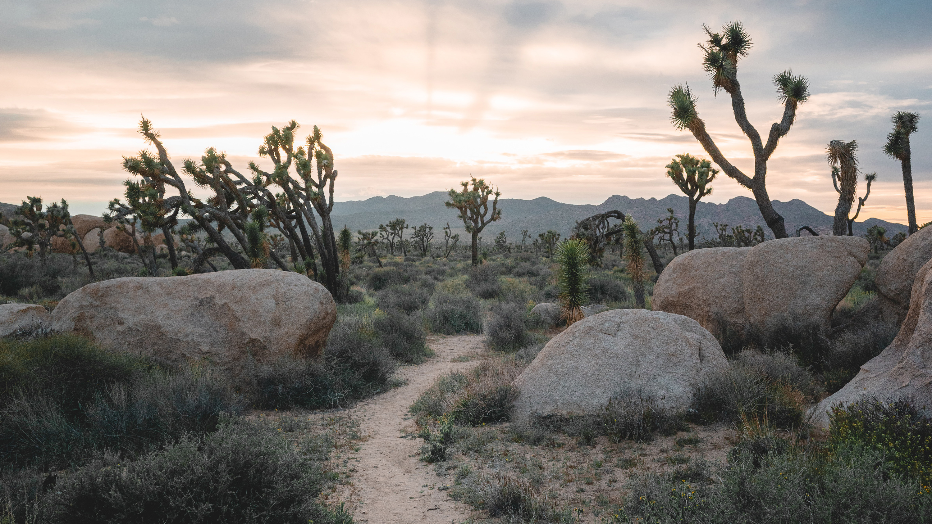 Even the Rocks and the Cacti Cry Out Christianity Today