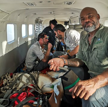 A veterinarian hold the head of a sedated dama gazelle aboard an MAF plane in Chad.