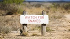 A Great Big Snake Story A Great Big Snake Story