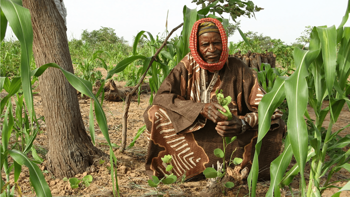 Une forêt enfouie : comment un missionnaire australien redonne vie au Sahel africain Une forêt enfouie : comment un missionnaire australien redonne vie au Sahel africain