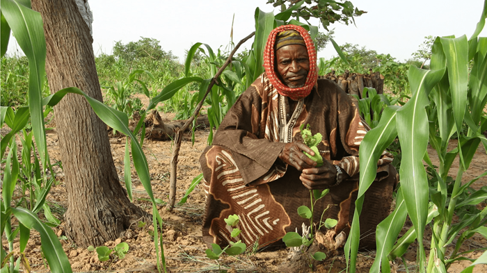 Une forêt enfouie : comment un missionnaire australien redonne vie au Sahel africain