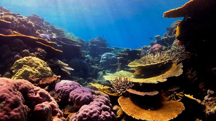 Coral Reefs, Creation Care, and the Hope of Resurrection Coral Reefs, Creation Care, and the Hope of Resurrection