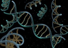 Did Scientists Really Discover the 'Gene That Makes Us Human'? Did Scientists Really Discover the 'Gene That Makes Us Human'?