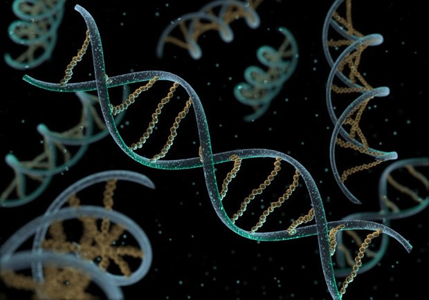 Did Scientists Really Discover the 'Gene That Makes Us Human'?