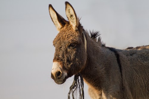 Ode to a Donkey | Preaching Today