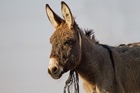 Ode to a Donkey Ode to a Donkey
