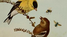 The Birds and the Bees: How Over-Spiritualizing Sex Dismisses Creation
