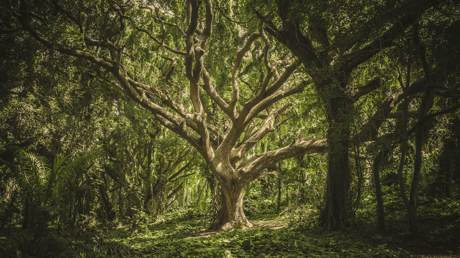 Lo que los árboles nos enseñan sobre la vida, la muerte y la resurrección