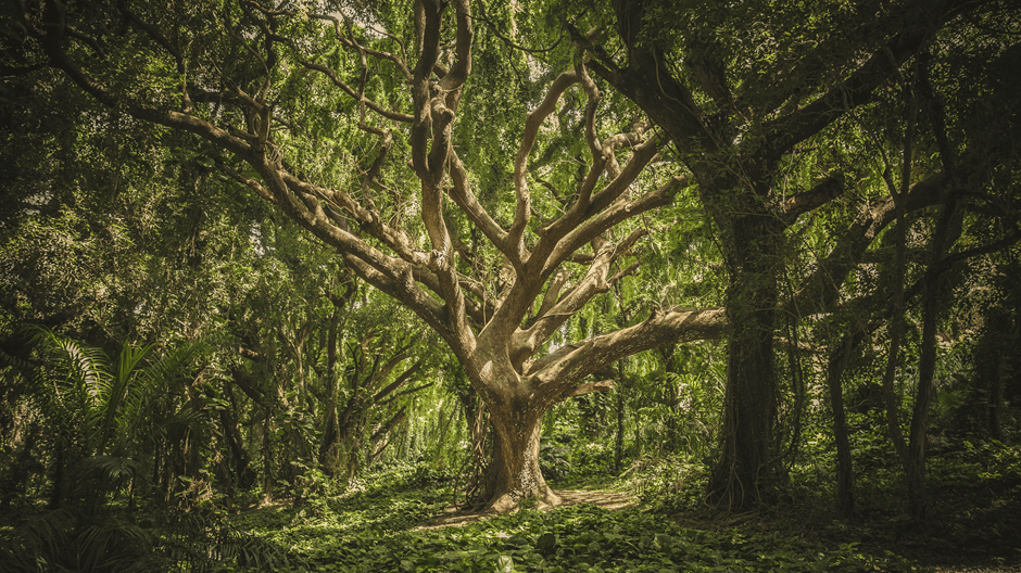 O que as árvores nos ensinam sobre vida, morte e ressurreição
