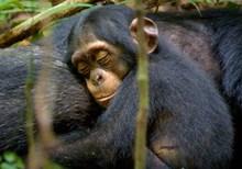 Chimpanzee Chimpanzee
