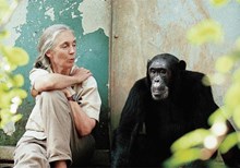 Interview: Why Jane Goodall Thinks Chimps May Have Souls Interview: Why Jane Goodall Thinks Chimps May Have Souls
