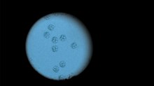 Frozen Embryos Are the New Orphan Crisis Frozen Embryos Are the New Orphan Crisis