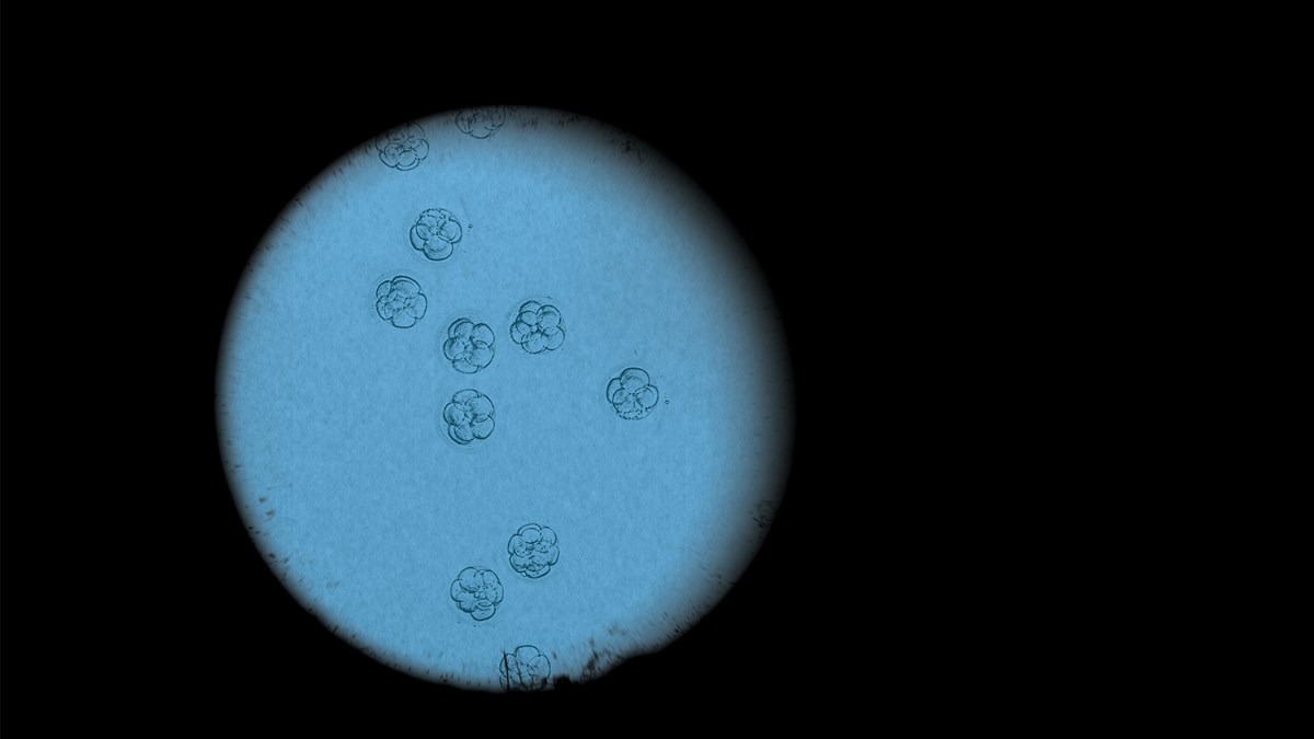 Frozen Embryos Are the New Orphan Crisis Christianity Today