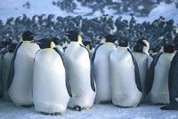 Penguins on the march