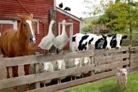 Wilbur and his barnyard friends