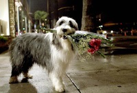 … and in canine form, here with a dozen roses for his wife.