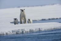 Nanu and her family take a little walk