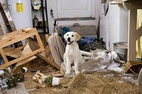 Marley takes a break after demolishing their garage