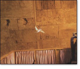 Someone "accidentally" captured this perfectly centered photograph of a dove shortly after Welch's baptism in the Jordan.