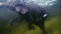 Yes, elephants can be good swimmers